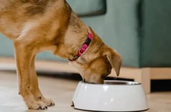 What Are the Benefits of Automatic Pet Feeders for Dogs?