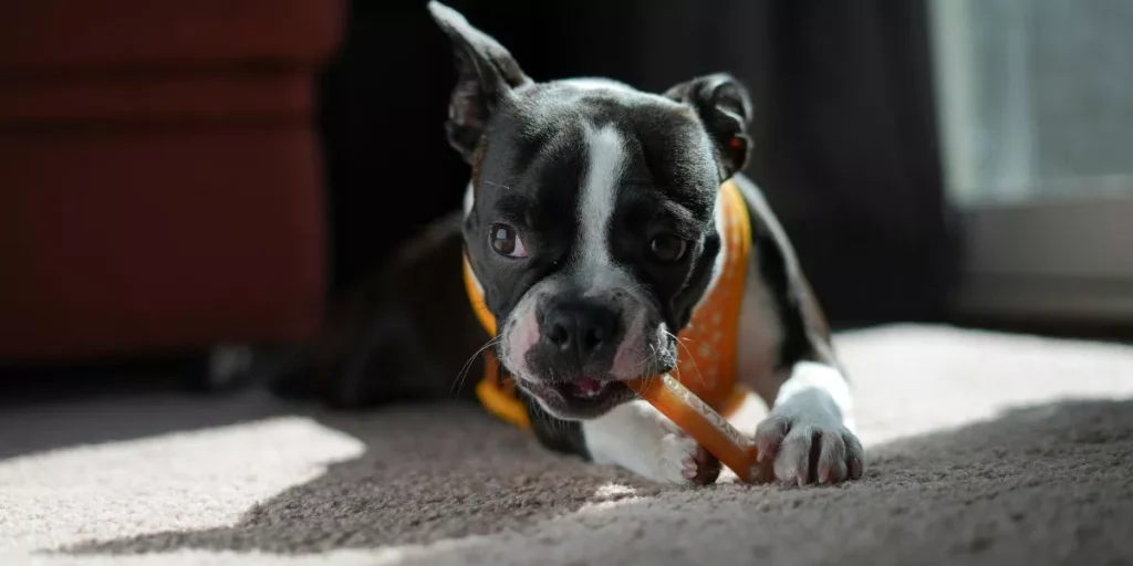 How Can You Find Durable Chew Toys for Heavy Chewers?