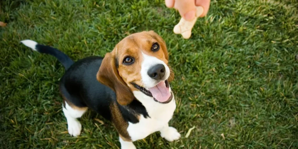 What Types of Dog Treats Are Ideal for Training?