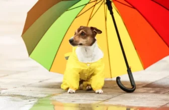 How Do Cooling Mats Help Dogs in Hot Weather?