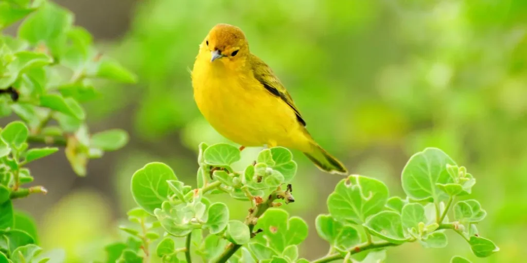 How Do You Create a Safe and Enriching Environment for Your Bird?