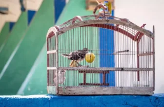 How Do You Choose the Right Bird Cage for Your Feathered Friend?