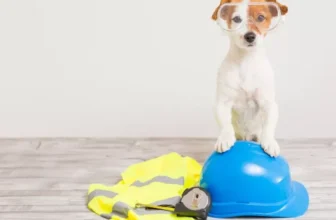 Safety Gear Every Dog Owner Needs