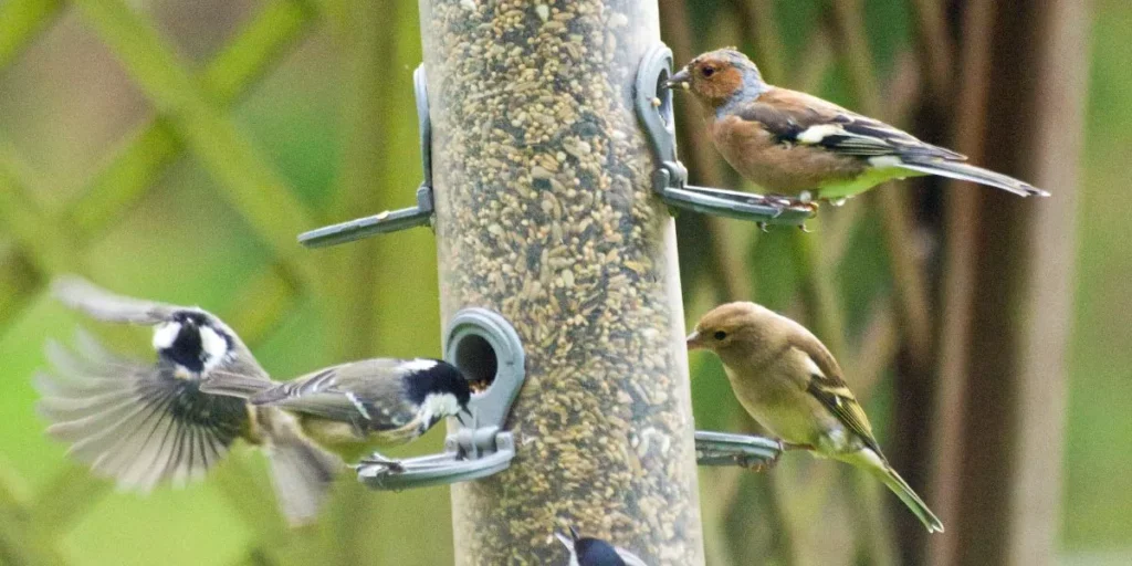Are Seed Mixes or Pellets Better for Your Bird’s Diet?