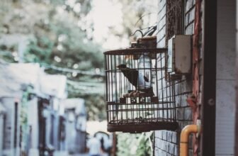How Can You Make Your Bird’s Cage Travel-Friendly?